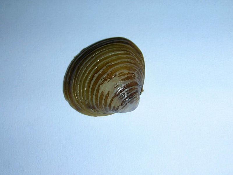 Corbicula fluminea